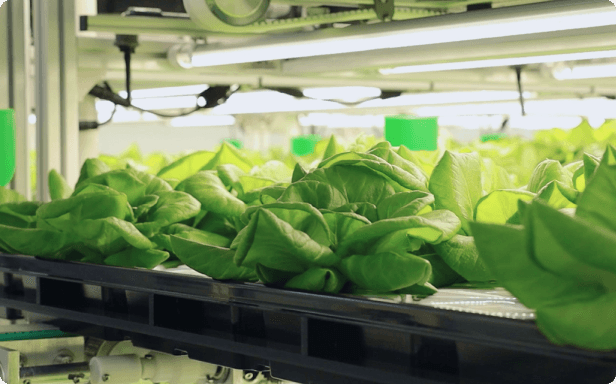 RoboFarm HK